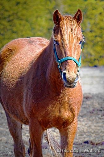 Curious Horse_15123.jpg - Photographed near Smiths Falls, Ontario, Canada.